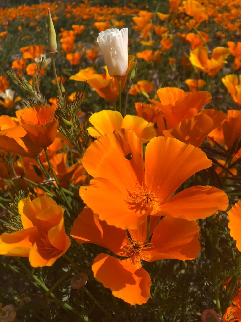 Livy, Tarquin the Proud, & The Tall Poppy Syndrome