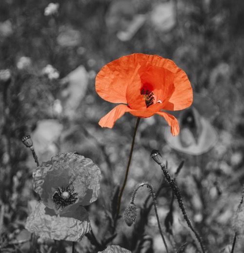 Tall Poppy Syndrome