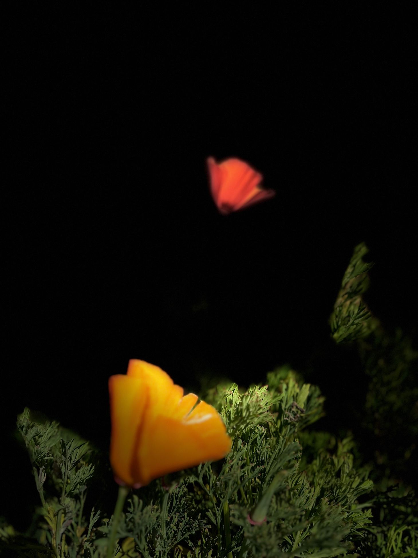 Musings on the Tall Poppy
Syndrome (TPS) in Medicine