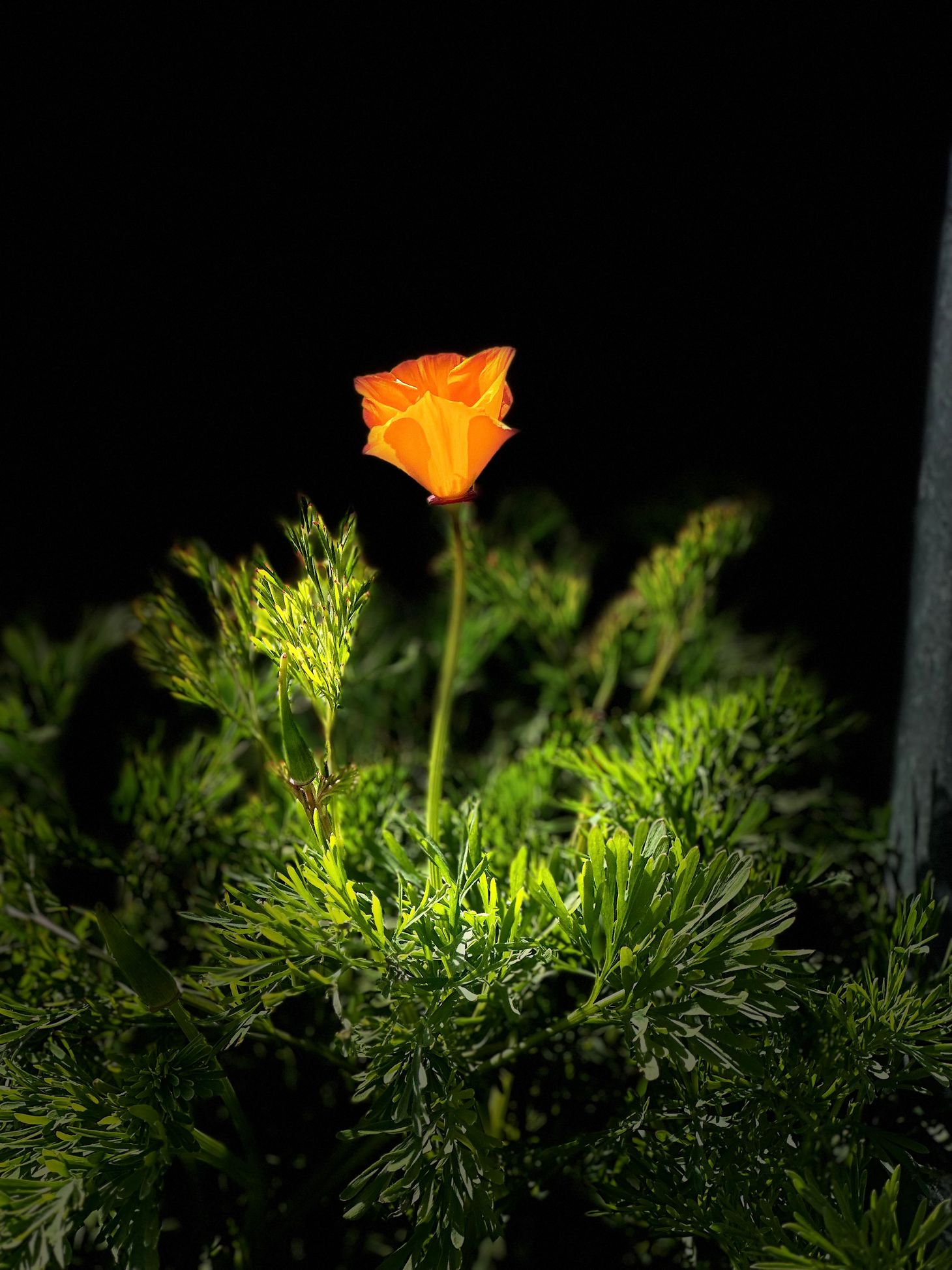 Ask Amy & the Tall Poppy
Syndrome