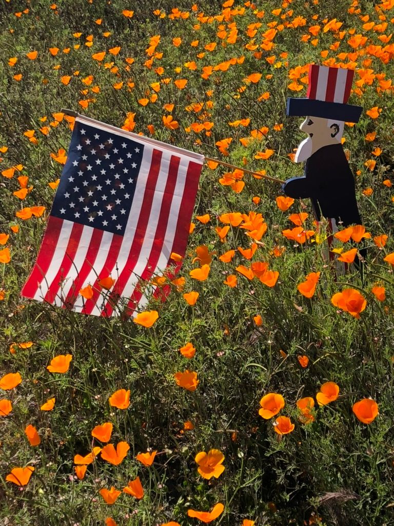 The Remembrance Poppy & The Tall Poppy Syndrome