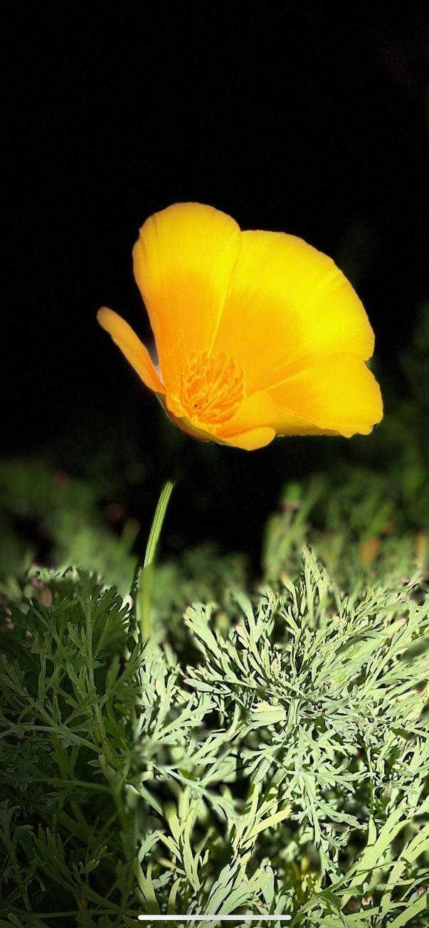 Rome's Founding, Familial Envy & The Tall Poppy Syndrome