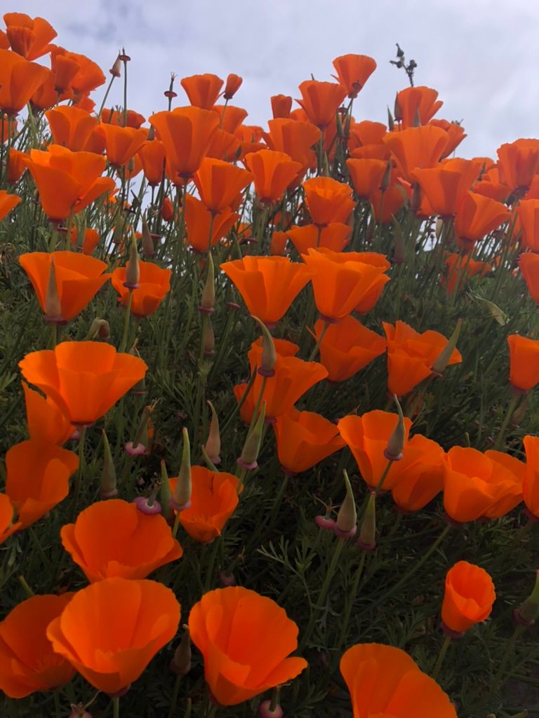 Egregious Acts, Dark Emotions
& The Tall Poppy Syndrome