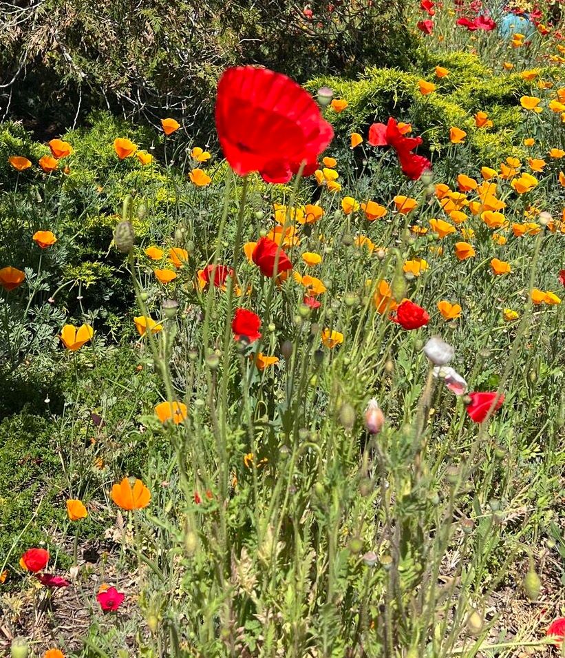 Last But Not Least! Politics and
The Tall Poppy Syndrome