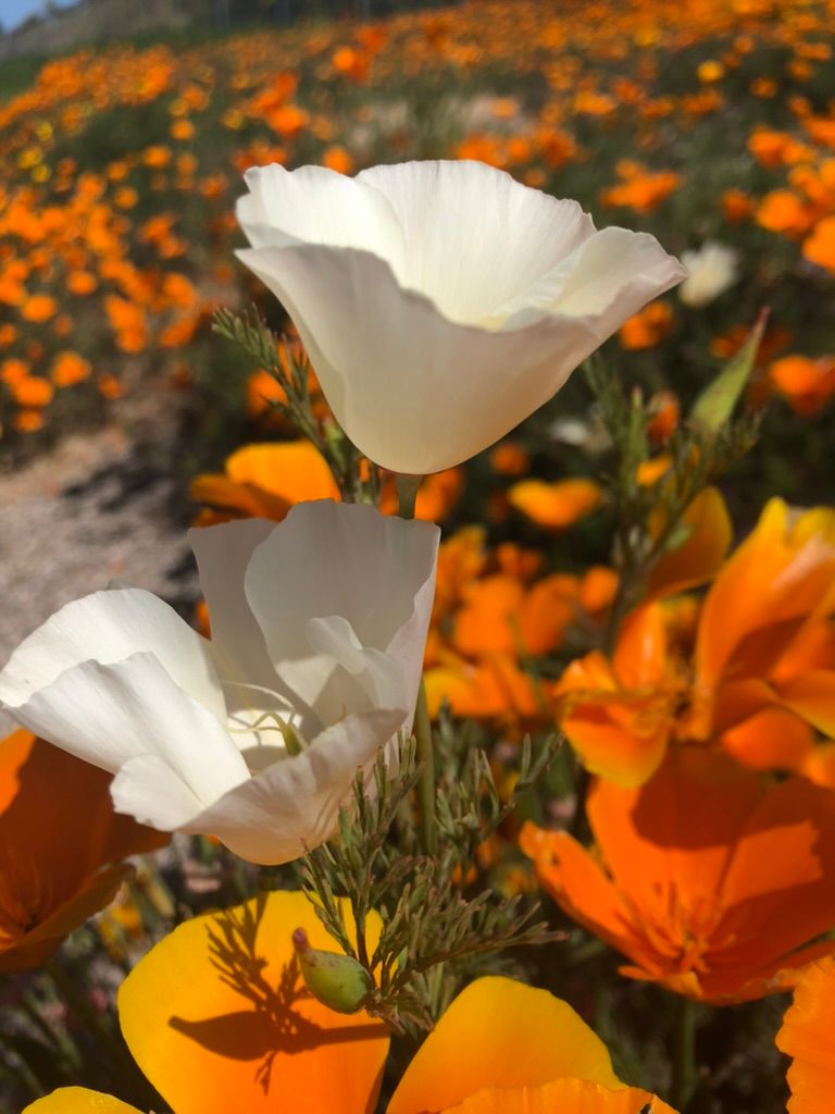 The Streisand Effect and The
Tall Poppy Syndrome