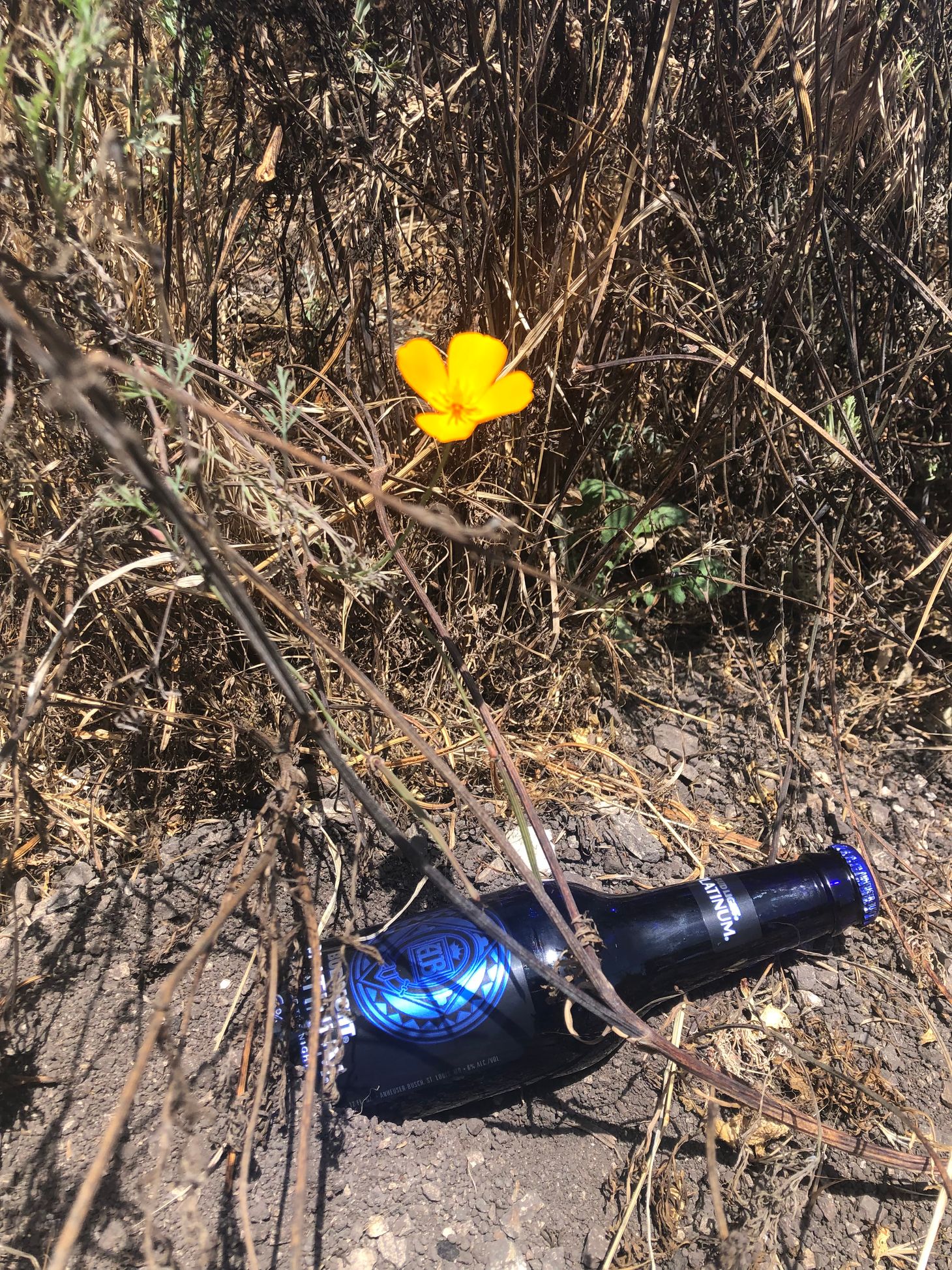 Was Budweiser a Victim of the Tall Poppy Syndrome?