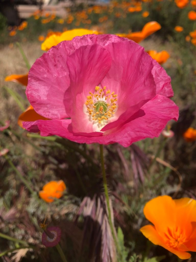 The Tall Poppy Syndrome