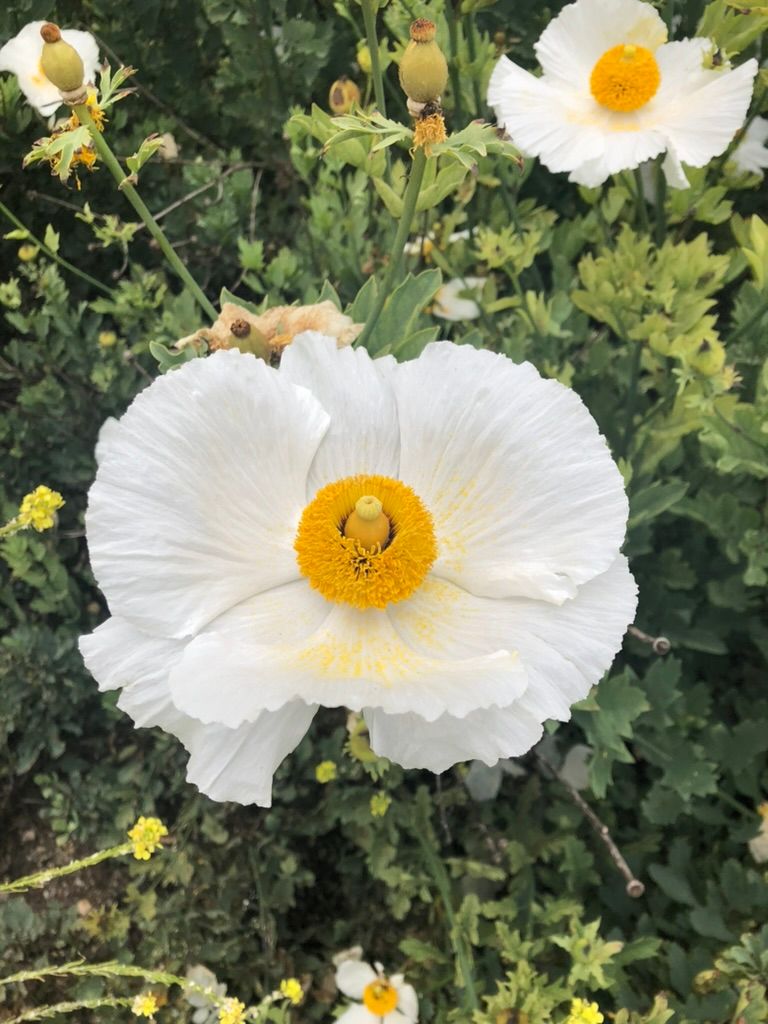 Jordan Peterson, Zebras, & The Tall Poppy Syndrome - Part 2