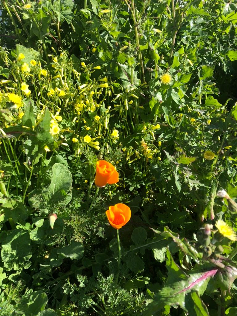 Emile Zola and the Tall Poppy Syndrome (Dreyfus Affair - Part 3).
