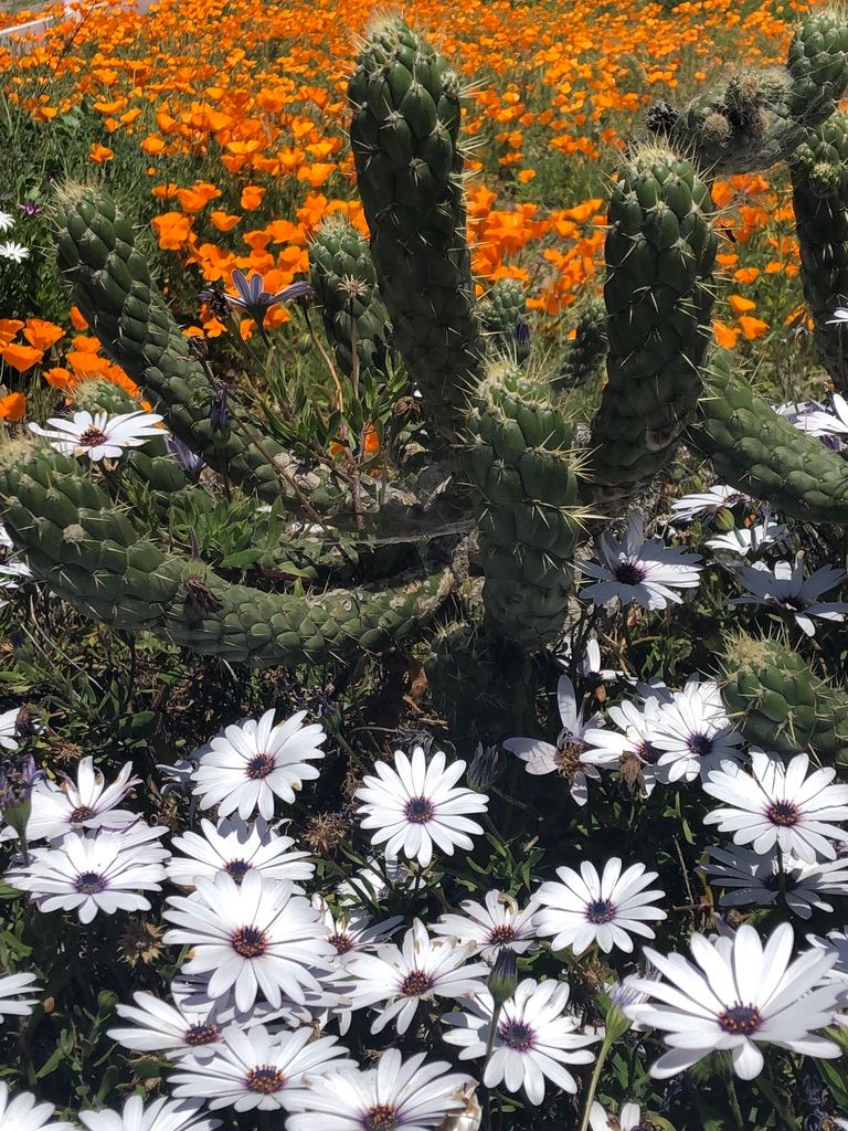 The Listening Tube Podcast with Bob Woodley (Season 8, Episode 6). Tall Poppy Syndrome 101.