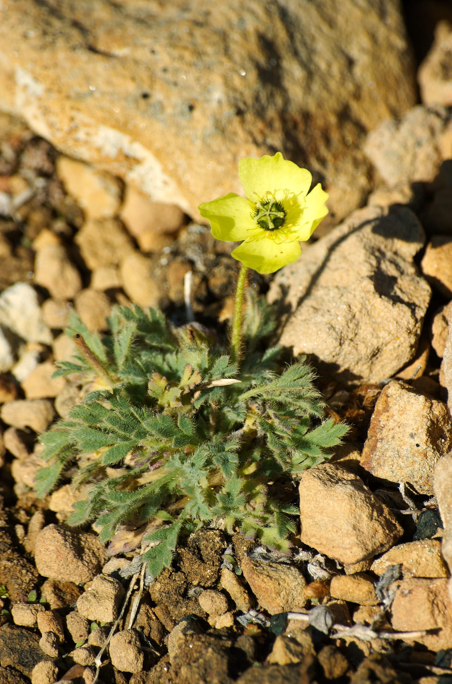 The Arctic Poppy and the Tall Poppy Syndrome.