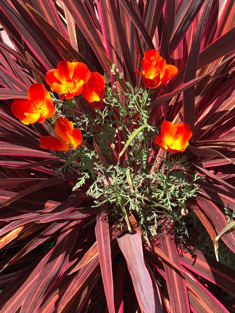 The Tall Poppy Syndrome - A Primer.