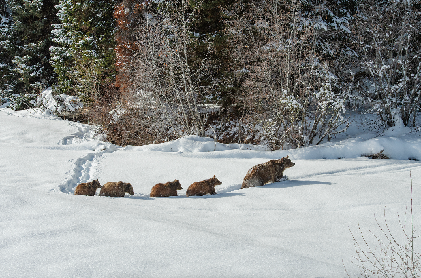 Grizzly Bear 399 Dies - a Tall Poppy for All.